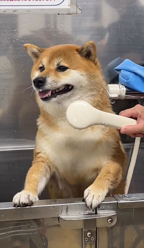 シャワーをかけられて遠くを見つめるワンコ