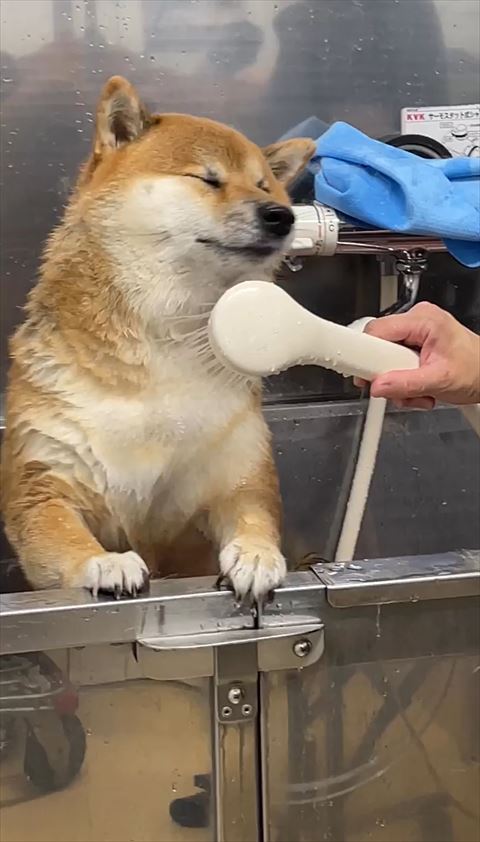 シャワーをかけられて目をつぶるワンコ