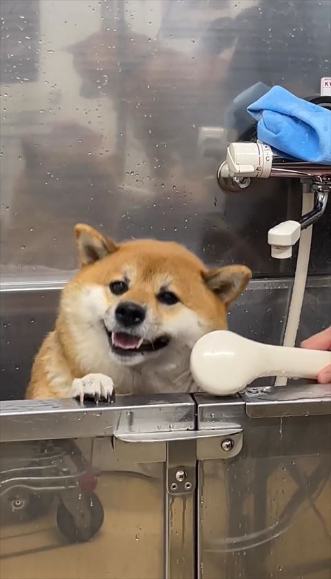 台に右前足のせて笑顔ワンコ