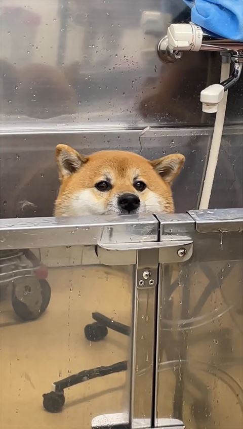 洗面台から顔だすワンコ