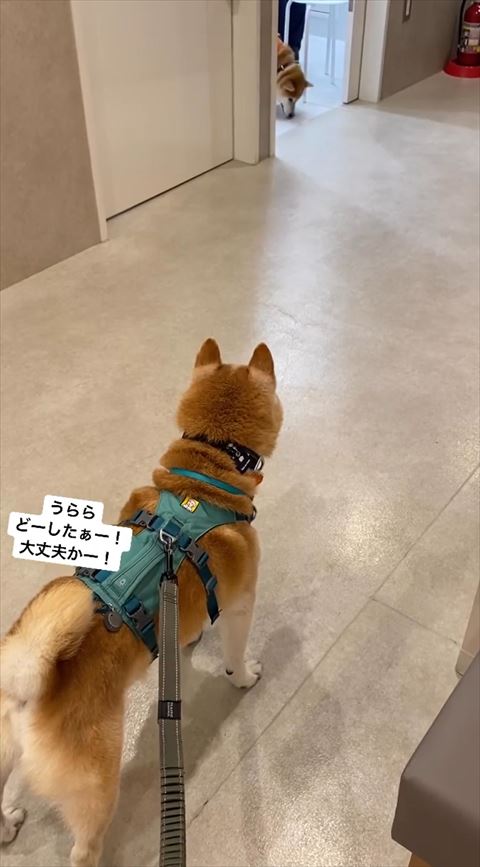 診察室に匂いを嗅ぐワンコ