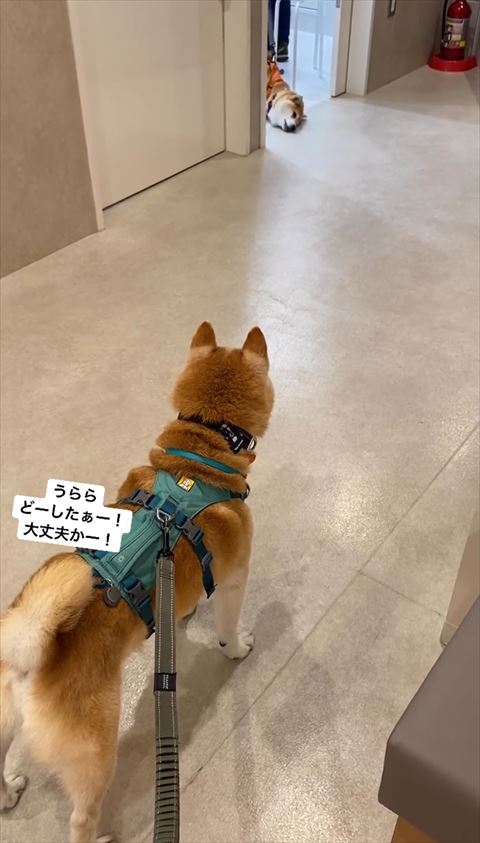 診察室床に顔をつけるワンコ