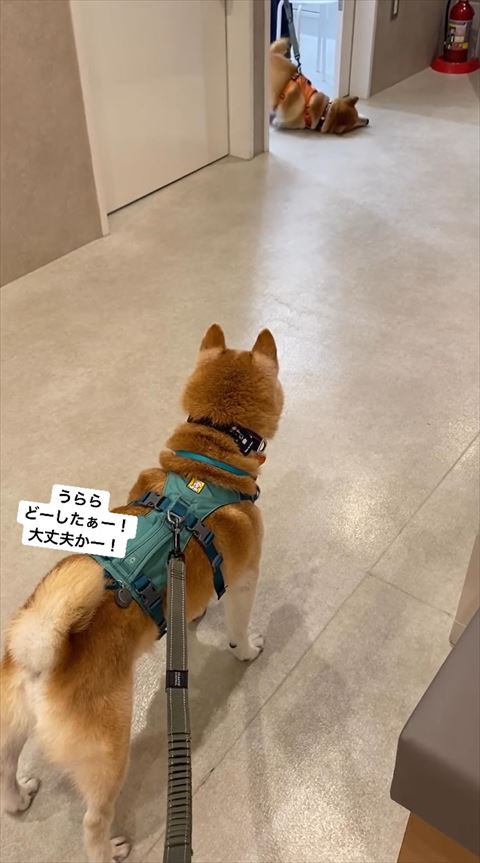 グネグネする後ろ姿