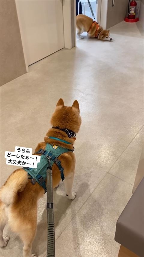 アゴを床につけるワンコ