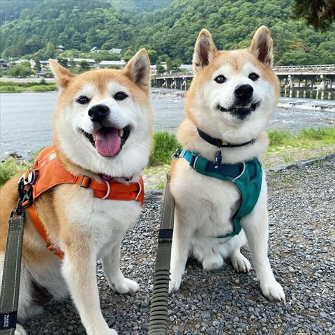 右のワンコにひっと笑う