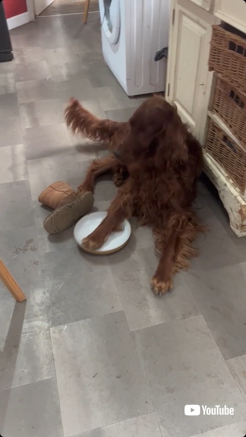 おかわりを要求する犬