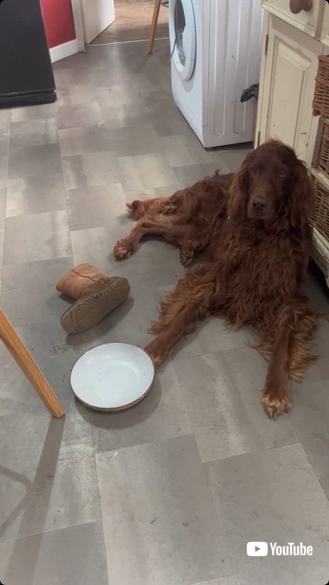 飼い主を見る犬