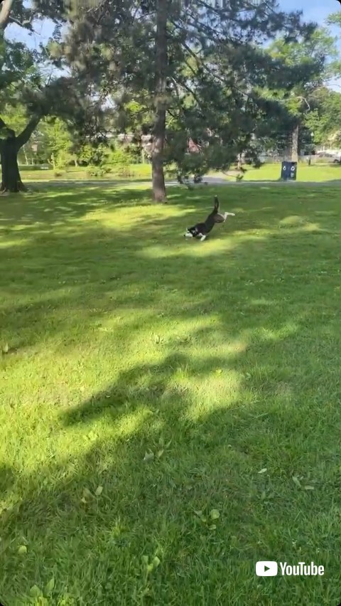 足がもつれる犬