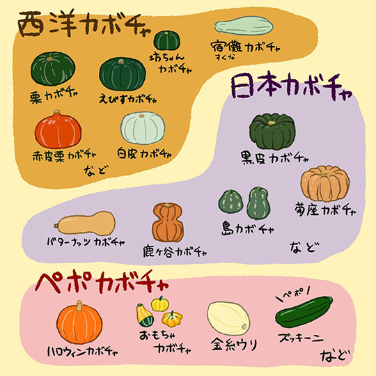 カボチャ　pumpkin（パンプキン）とsquash（スクワッシュ）の違いについて