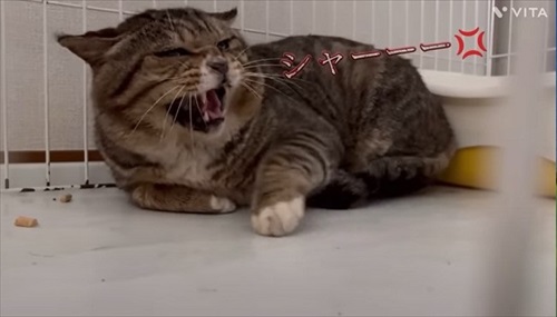 野良のボスから家猫になったほたてくん