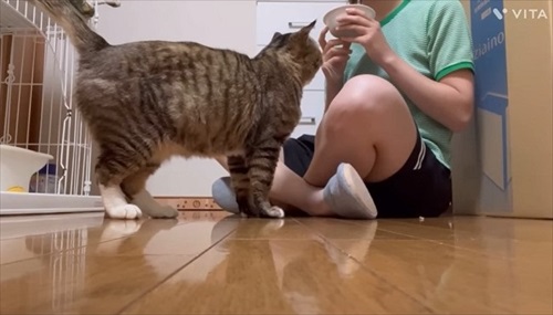 野良のボスから家猫になったほたてくん