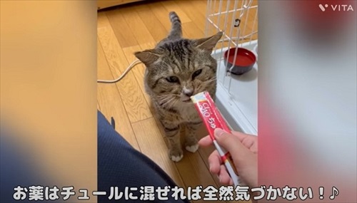 野良のボスから家猫になったほたてくん