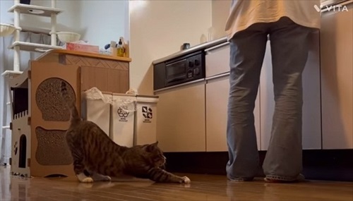 野良のボスから家猫になったほたてくん