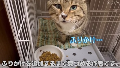 野良のボスから家猫になったほたてくん