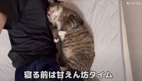 野良のボスから家猫になったほたてくん