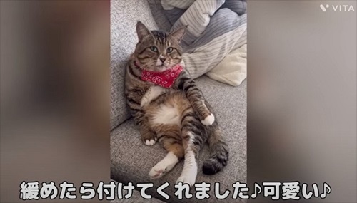 野良のボスから家猫になったほたてくん