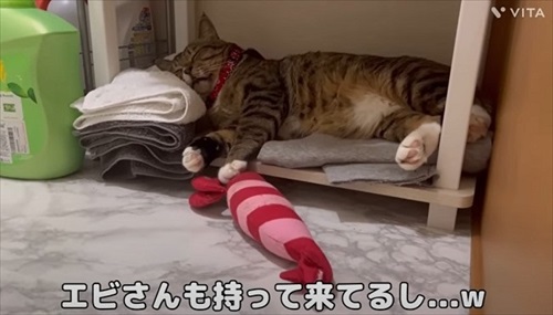 野良のボスから家猫になったほたてくん