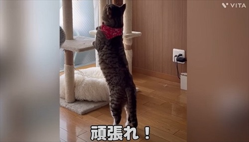 野良のボスから家猫になったほたてくん