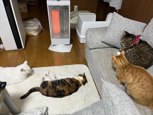 野良のボスから家猫になったほたてくん