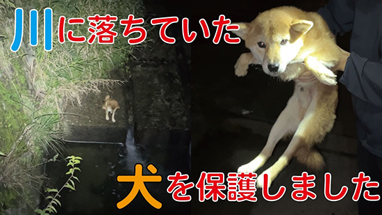 保護犬