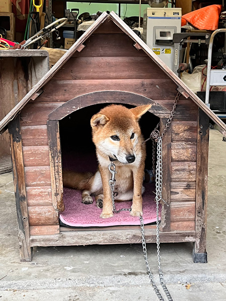 犬小屋