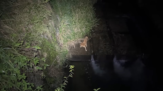 川に落ちてしまったワンコ