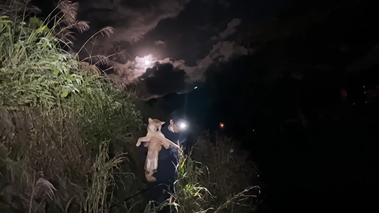 犬を抱き上げる