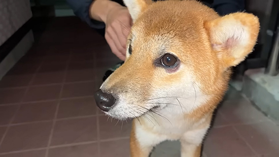 ワンコ顔アップ