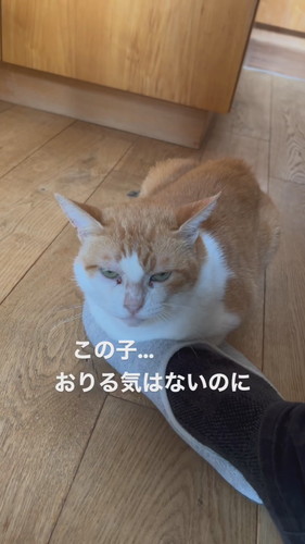 スリッパからどかない猫ちゃん