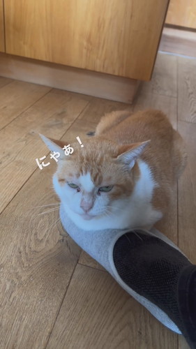 スリッパからどかない猫ちゃん