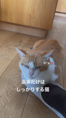 スリッパからどかない猫ちゃん