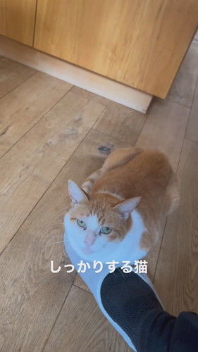 スリッパからどかない猫ちゃん