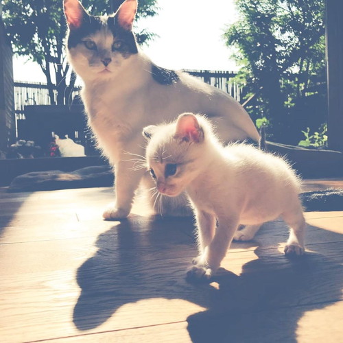 猫ちゃんたち