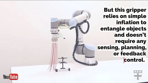 くねくね動く触手が物体に絡みついて持ち上げるロボットを米ハーバード大が開発　クラゲの細い触手をヒントに設計