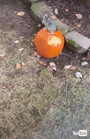 ハロウィーンのかぼちゃを食べるリス