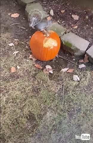 ハロウィーンのかぼちゃを食べるリス