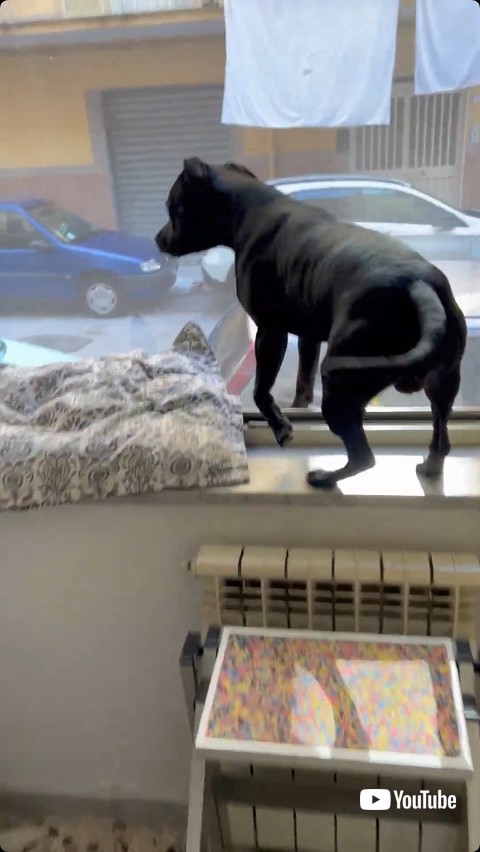 友達を発見した犬