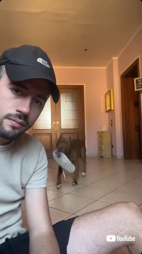 飼い主の元へ持っていく犬