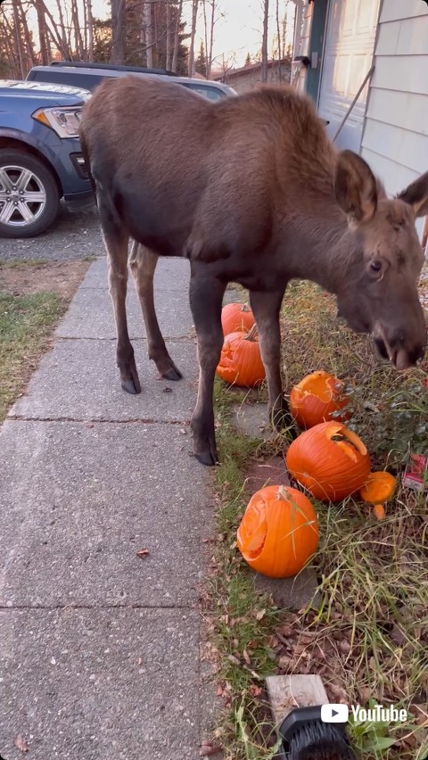 カボチャを見つけたヘラジカ