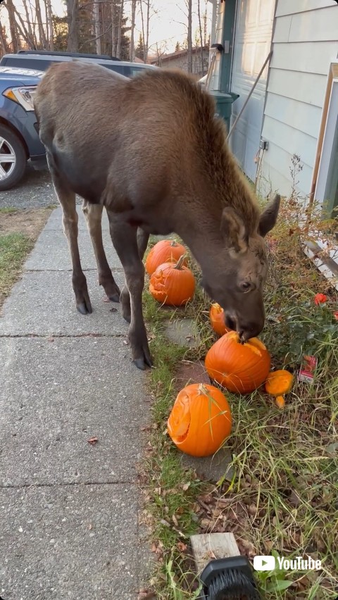 カボチャを食べるヘラジカ