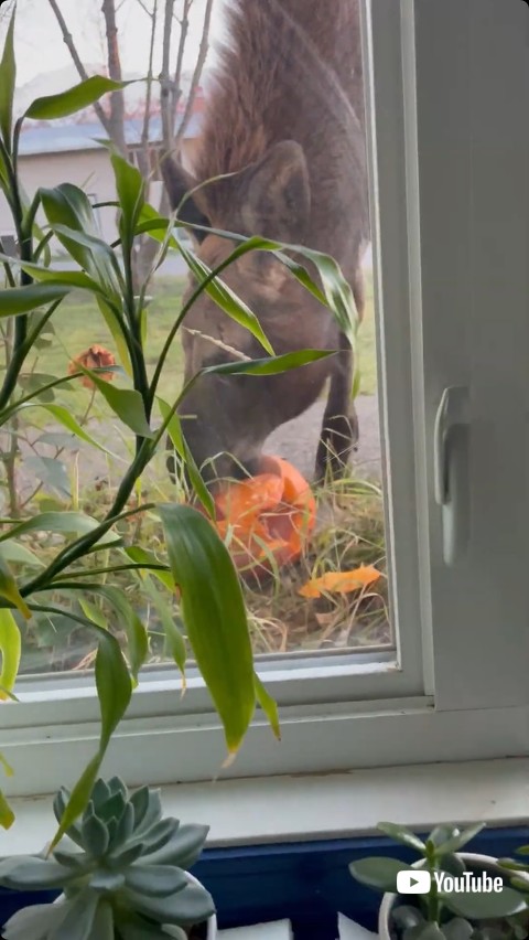 カボチャを食べるヘラジカの別角度