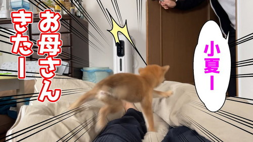 添い寝する子柴犬