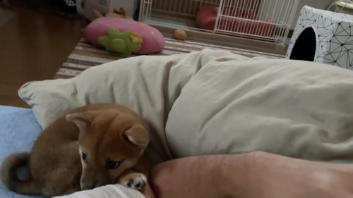 添い寝する柴犬