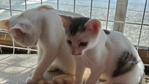 FIPになった猫兄弟のクラウドファンディング