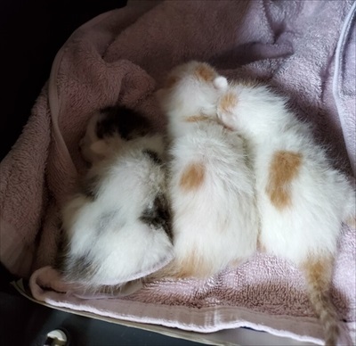 3匹の子猫