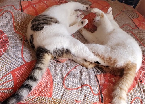 1歳の誕生日を迎えた猫