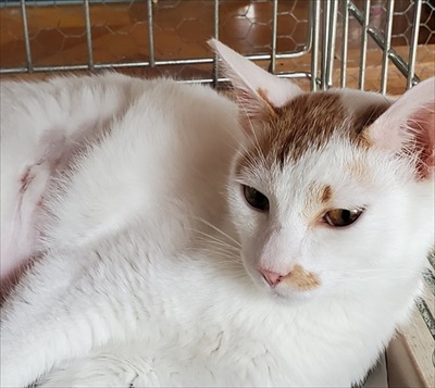 猫のテンちゃん