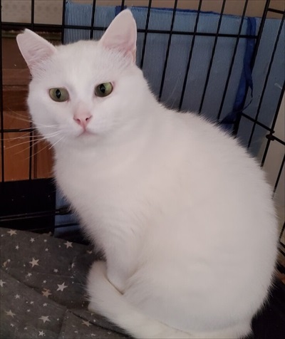 猫のお粥ちゃん