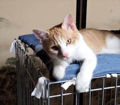 FIPになった猫兄弟のクラウドファンディング