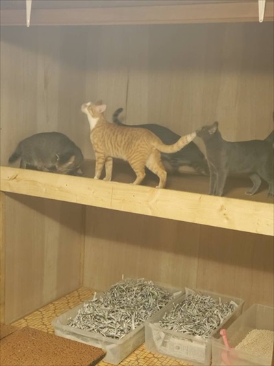 FIPになった猫兄弟のクラウドファンディング